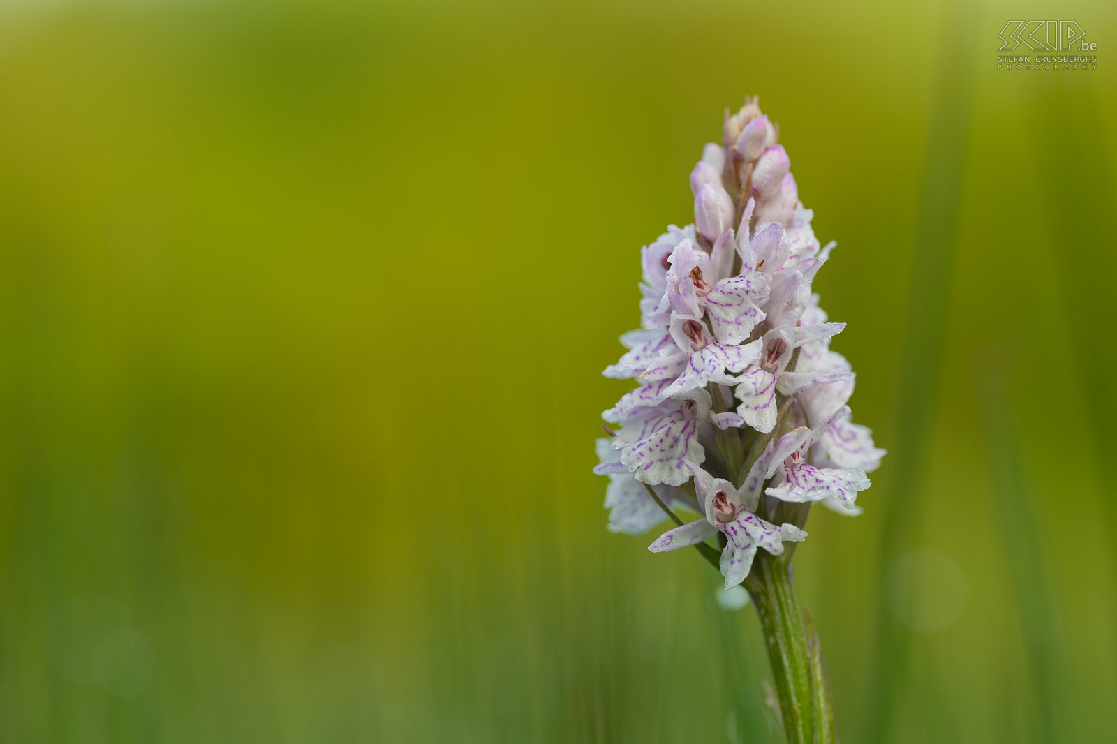 Voorjaarsbloeiers - Gevlekte orchis in Sint-Pieters-Rode  Stefan Cruysberghs